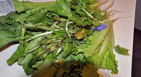 餐厨烂菜叶子香蕉视频网页版